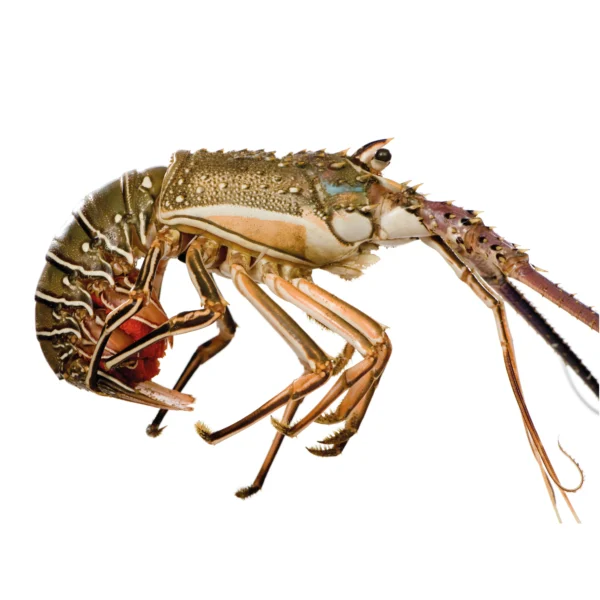 Langosta Fresmar
