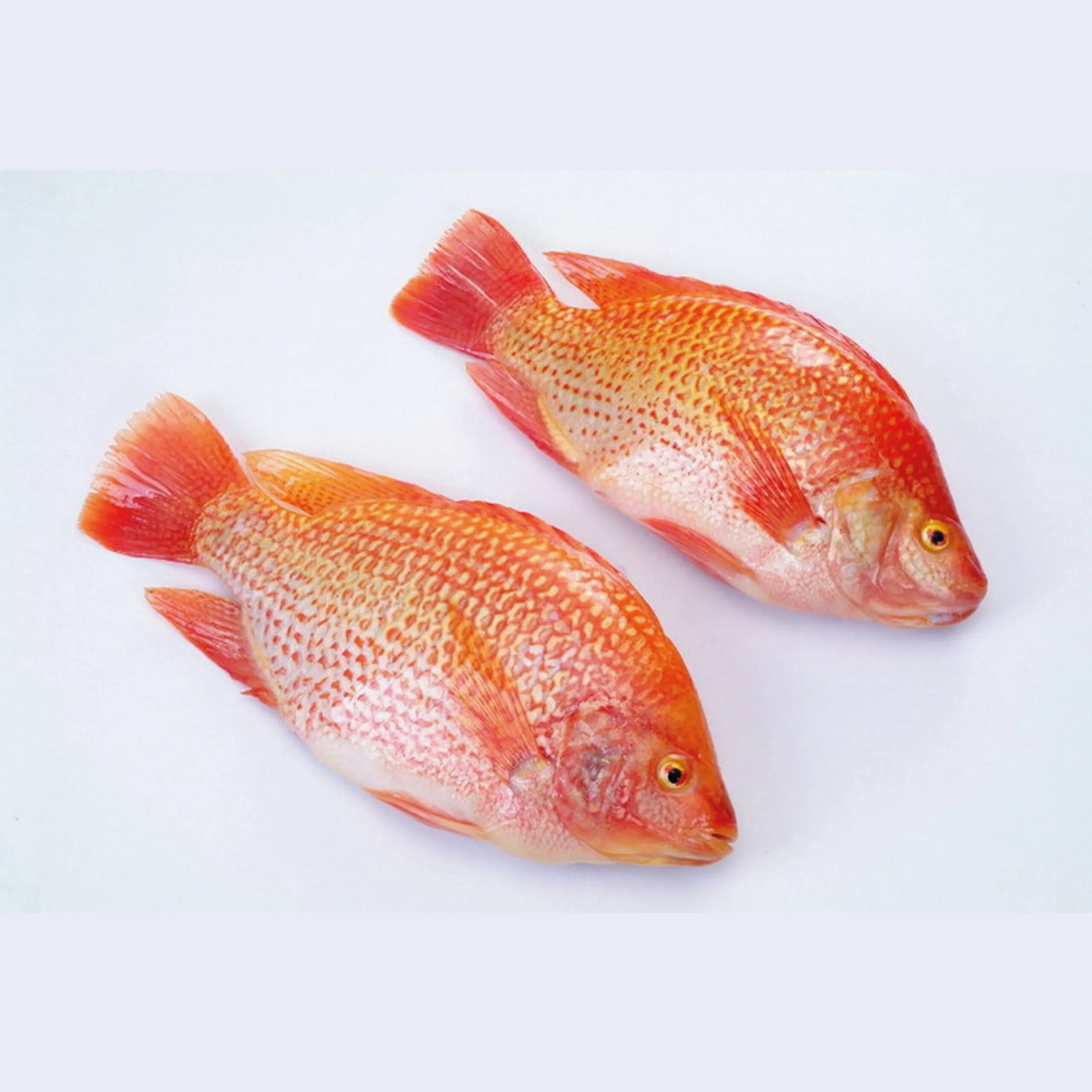 MOJARRA